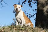 AMSTAFF ADULT 142